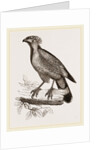 Barred Haematornis by Anonymous