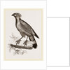 Barred Haematornis by Anonymous