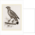 Barred Haematornis by Anonymous