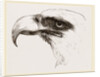 White heade eagle by Anonymous