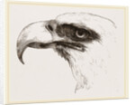 White heade eagle by Anonymous