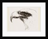 White heade eagle by Anonymous