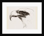 White heade eagle by Anonymous