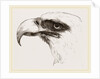 White heade eagle by Anonymous
