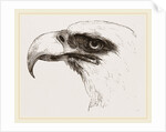 White heade eagle by Anonymous