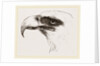 White heade eagle by Anonymous