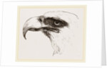 White heade eagle by Anonymous