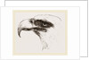 White heade eagle by Anonymous