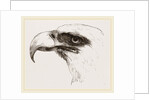 White heade eagle by Anonymous