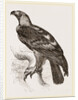 Imperial eagle by Anonymous
