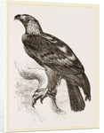 Imperial eagle by Anonymous