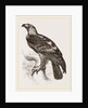 Imperial eagle by Anonymous