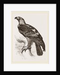 Imperial eagle by Anonymous