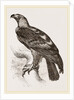 Imperial eagle by Anonymous