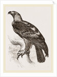 Imperial eagle by Anonymous