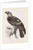 Imperial eagle by Anonymous