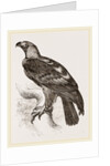 Imperial eagle by Anonymous