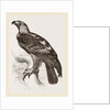 Imperial eagle by Anonymous