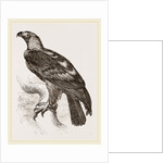 Imperial eagle by Anonymous