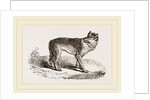 Wolf by Anonymous