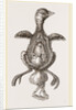 Chick showing absorption of yolk by Anonymous