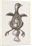 Chick showing absorption of yolk by Anonymous