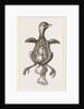 Chick showing absorption of yolk by Anonymous