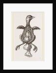 Chick showing absorption of yolk by Anonymous