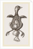 Chick showing absorption of yolk by Anonymous