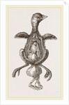 Chick showing absorption of yolk by Anonymous
