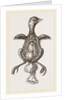 Chick showing absorption of yolk by Anonymous