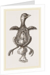 Chick showing absorption of yolk by Anonymous