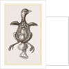 Chick showing absorption of yolk by Anonymous