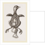 Chick showing absorption of yolk by Anonymous