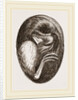 Chick in Egg by Anonymous