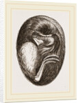 Chick in Egg by Anonymous