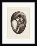 Chick in Egg by Anonymous