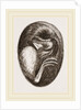 Chick in Egg by Anonymous