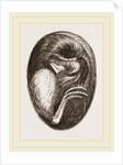 Chick in Egg by Anonymous