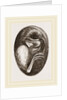 Chick in Egg by Anonymous
