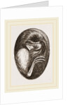 Chick in Egg by Anonymous