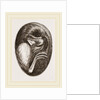 Chick in Egg by Anonymous