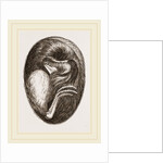 Chick in Egg by Anonymous