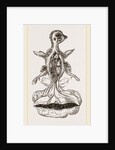 Chick at Fourteen Days by Anonymous