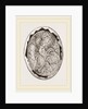 Egg on Eighteenth Day by Anonymous