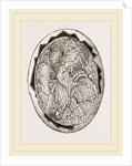 Egg on Eighteenth Day by Anonymous
