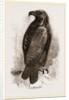 Golden Eagle by Anonymous