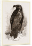 Golden Eagle by Anonymous