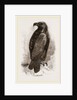 Golden Eagle by Anonymous