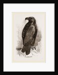 Golden Eagle by Anonymous